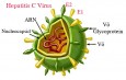 350.000 người tử vong mỗi năm vì viêm gan virus C